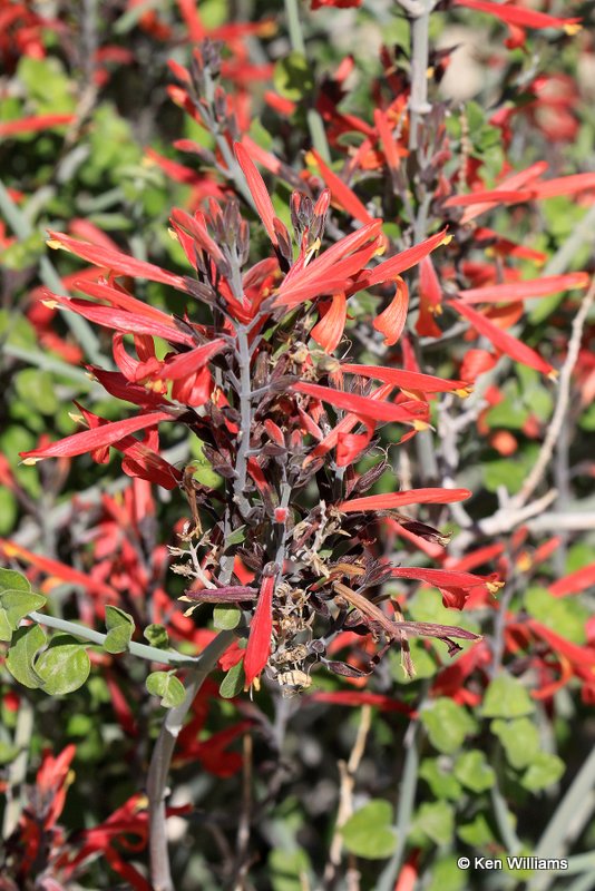 Hummingbird Bush, Justicia californica, Joshua Tree National Park, 3-20-17, Ja_33343.jpg