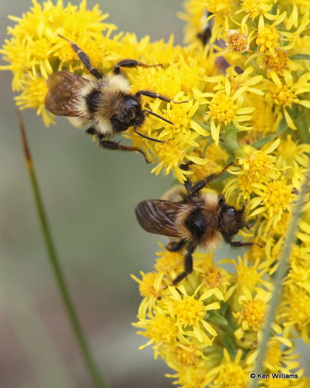 Nevada bumblebee, Bombus nevadensis, Medicine Bow Curve, Rocky MT NP, CO, 8-27-11, Ja_38146.jpg