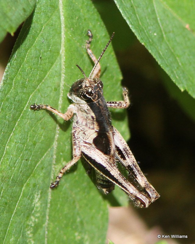 Spur-Throated Grasshopper, Tishomingo National Fish Hatchery, Johnston Co, OK, 7-18-13, Ja_016730.jpg