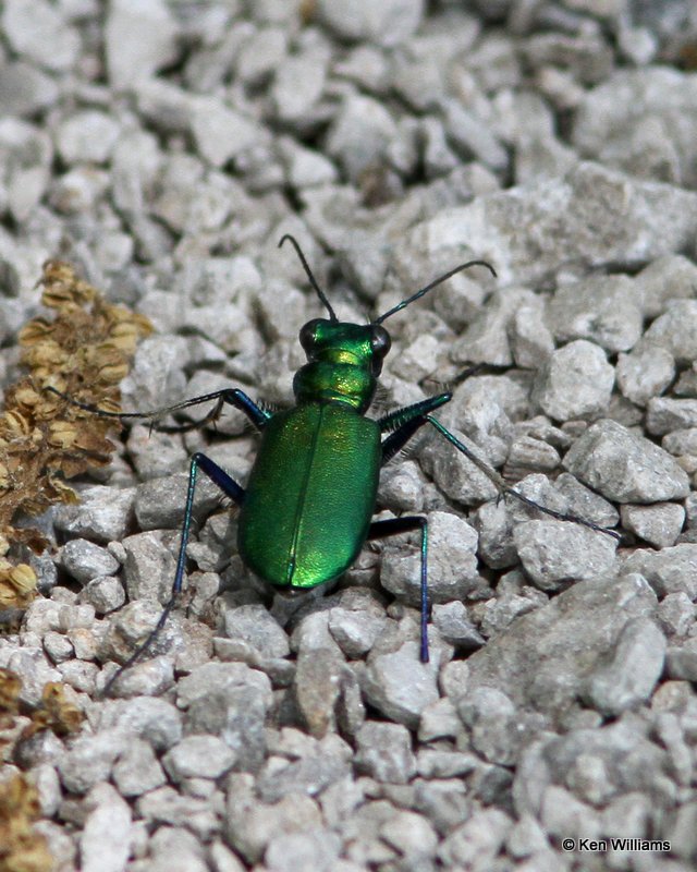 Tiger Beetle, Cicindelidia punctulata, Nowata Land, OK, 5-14-12, Jp_2337.jpg
