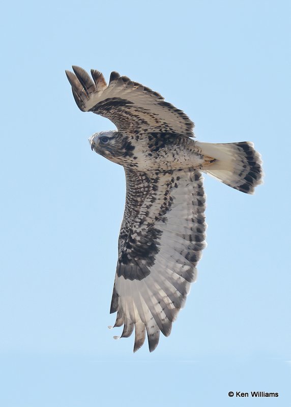 Rough-legged Hawk female, Osage Co, OK, 2-2-21, Jps_69963.jpg