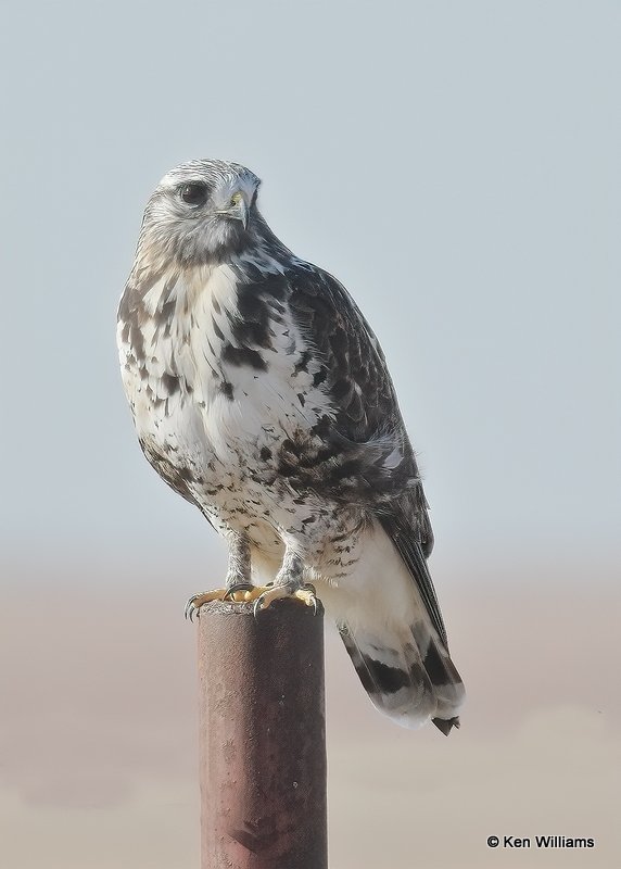 Rough-legged Hawk female, Osage Co, OK, 2-2-21, Jps_69987.jpg