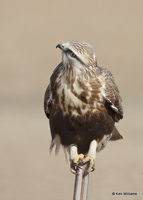 Rough-legged Hawk female, Osage Co, OK, 2-5-21, Jpa_70834.jpg