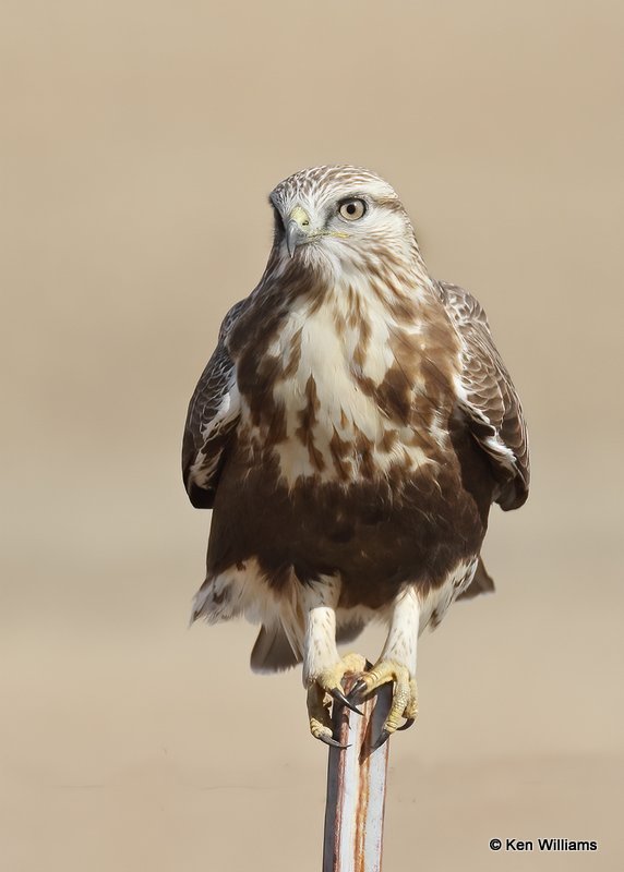 Rough-legged Hawk female, Osage Co, OK, 2-5-21, Jps_70813.jpg