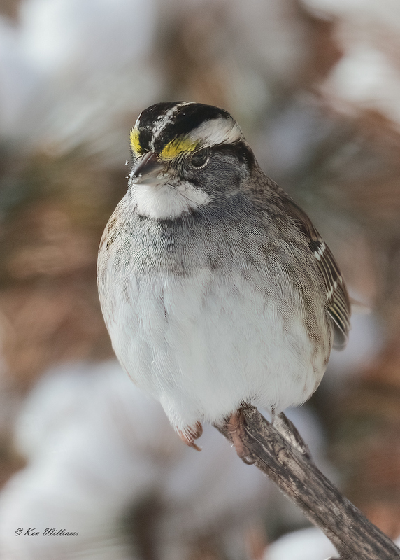 White-throated Sparrow, Rogers Co yard, OK, 2-17-21, Jpa_71661.jpg