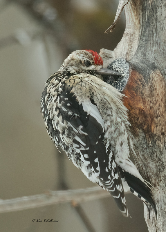 Yellow-bellied Sapsucker juvenile, Rogers Co yard, OK, 2-15-21, Jpa_71321.jpg