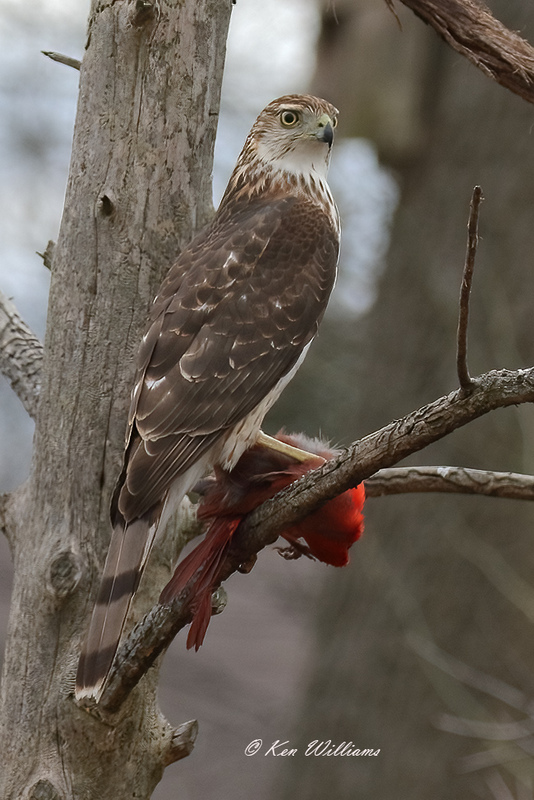 Coopers Hawk juvenile with male Northern Cardinal, Rogers Co yard, OK, 2-25-2021-Ra-000490.jpg
