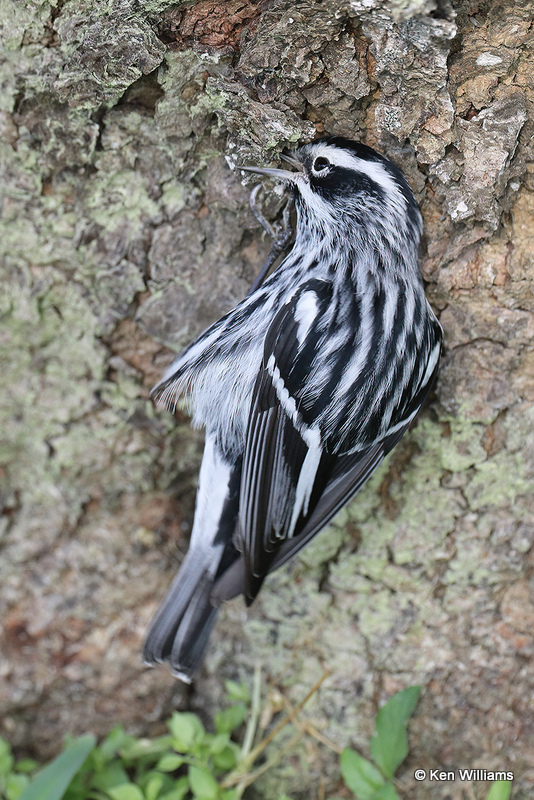 Black-and-white Warbler male, South Padre Island, TX, 4-19-21_11814pa.jpg
