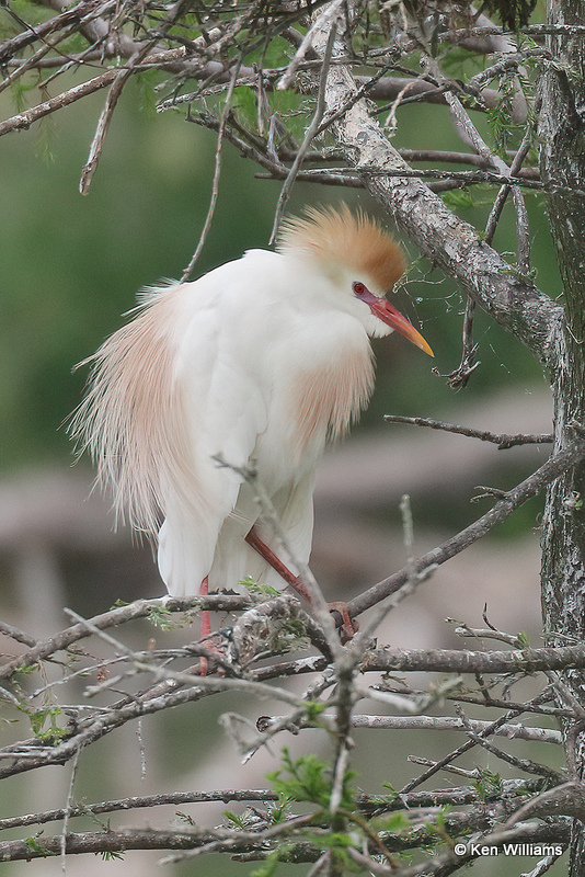 Cattle Egret breeding plumage, High Island, TX, 4-29-21_21949pa.jpg