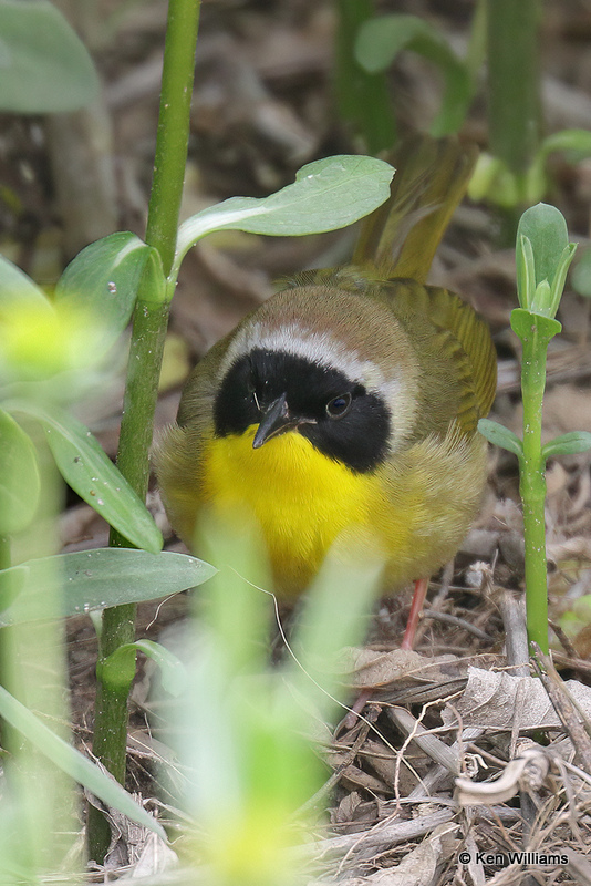 Common Yellow-thorat male, South Padre Island, TX, 4-18-21_11039pa.jpg