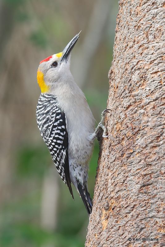 Golden-fronted Woodpecker male, Estero Llano Grande SP, TX, 4-25-21_18537pa.jpg