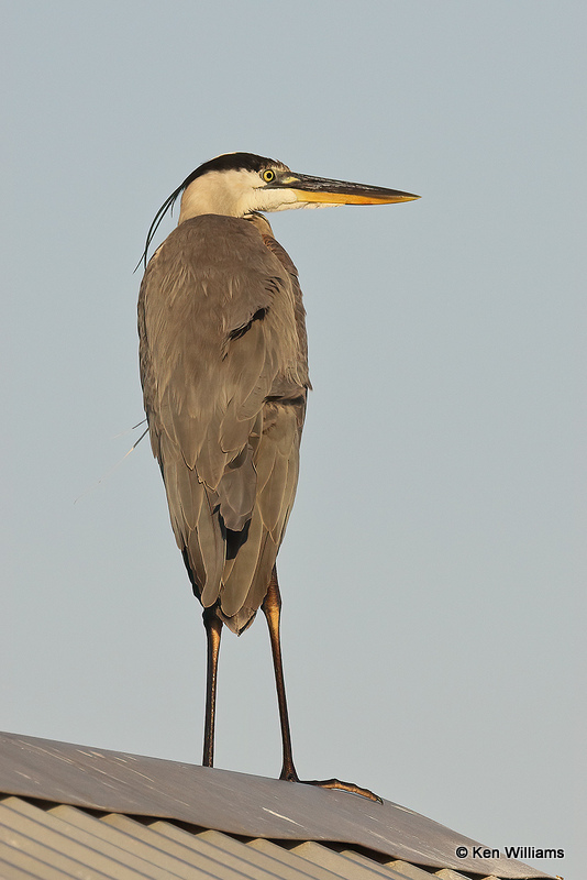 Great Blue Heron, South Padre Island, TX, 4-21-21_15012a.jpg