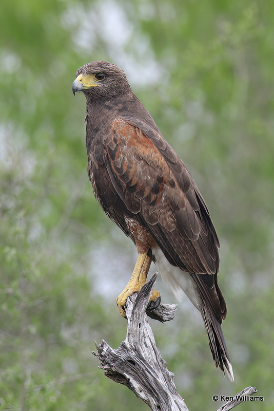 Harris's Hawk juvenile, Laguna Atascosa NWR, TX, 4-22-21_15991a.jpg