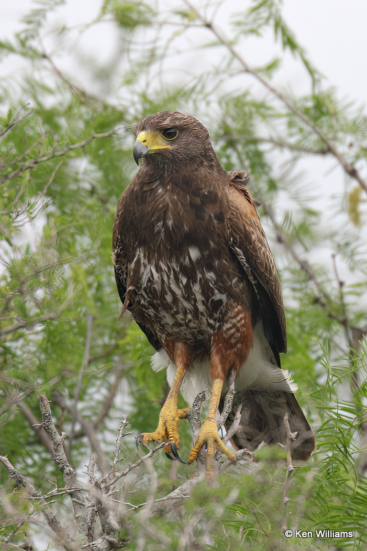Harris's Hawk juvenile, Laguna Atascosa NWR, TX, 4-22-21_16017a.jpg