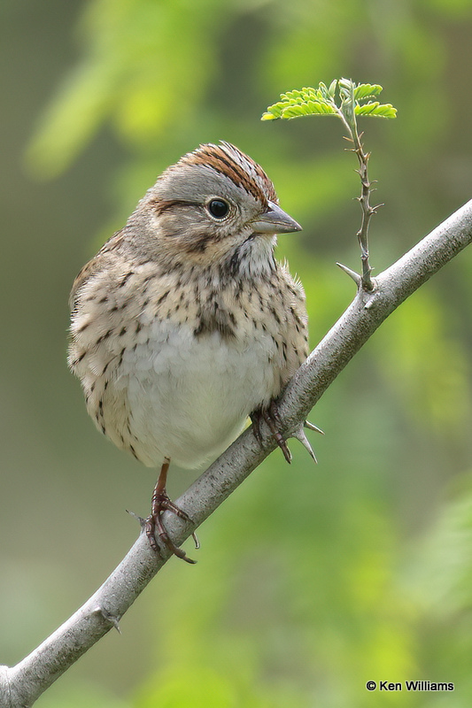Lincoln's Sparrow, South Padre Island, TX, 4-18-2_10730a.jpg