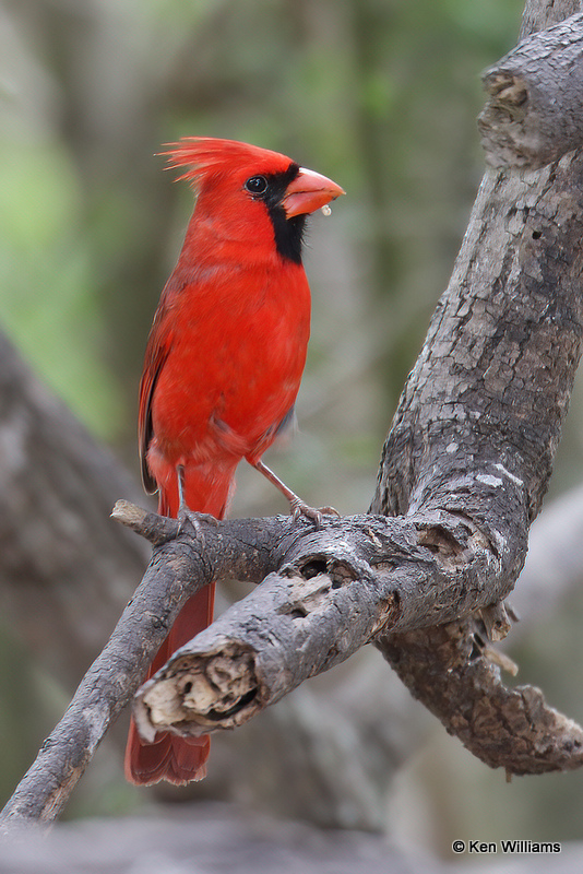 Northern Cardinal male, Laguna Atascosa NWR, TX, 4-22-21_15700a.jpg