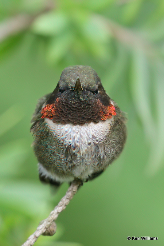 Ruby-throated Hummingbird male, South Padre Island, TX, 4-18-21_09849a.jpg