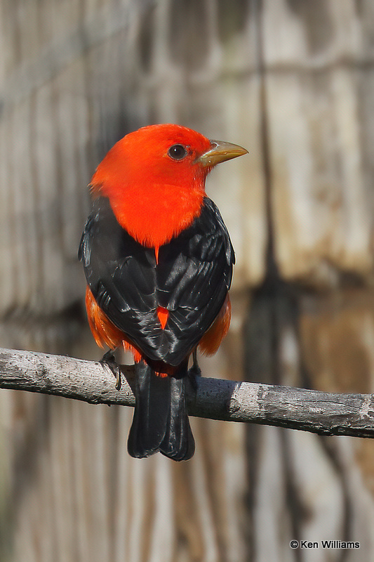 Scarlet Tanager male, South Padre Island, TX, 4-20-21_13886a.jpg