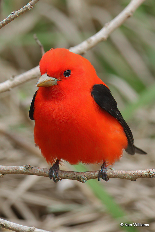 Scarlet Tanager male, South Padre Island, TX, 4-21-2_14533a.jpg