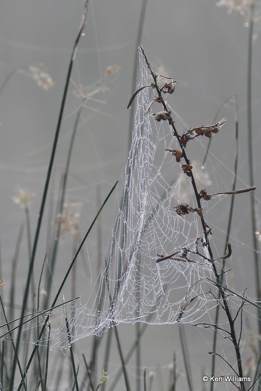 Spider Web, Estero Llano Grande SP, TX, 4-25-21_18498a.jpg