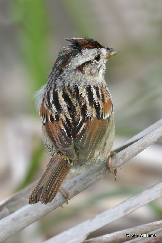 Swamp Sparrow, South Padre Island, TX, 4-18-21_09244a.jpg