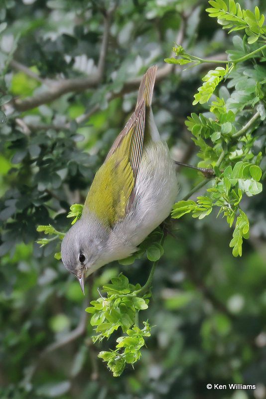 Tennessee Warbler, South Padre Island, TX, 4-21-21_14726a.jpg