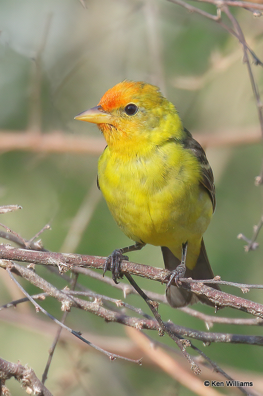Western Tanager nonbreeding male, South Padre Island, TX, 4-20-21_13161a.jpg