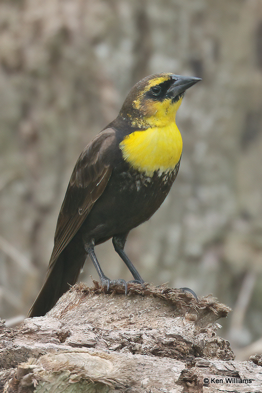 Yellow-headed Blackbird female, South Padre Island, TX, 4-23-21_16844a.jpg
