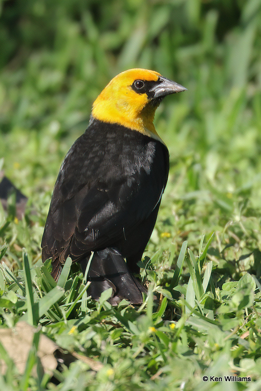 Yellow-headed Blackbird male, South Padre Island, TX, 4-20-21_13211a.jpg