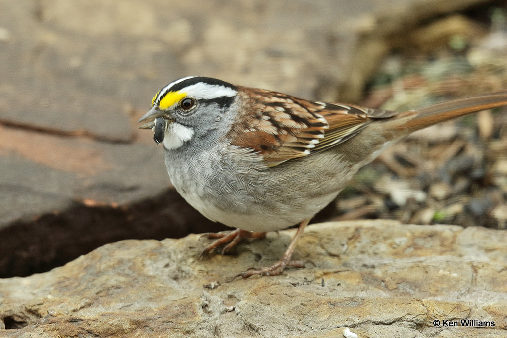 White-throated Sparrow, Rogers Co yard, OK, 4-15-21_09995a.jpg