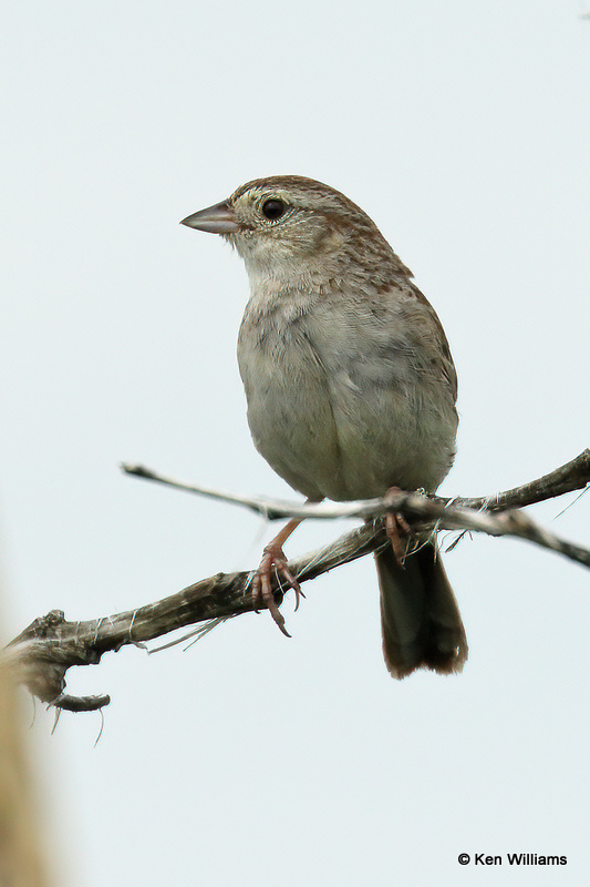 Cassin's Sparrow, SE Colorado, 7-7-21_22442a.jpg