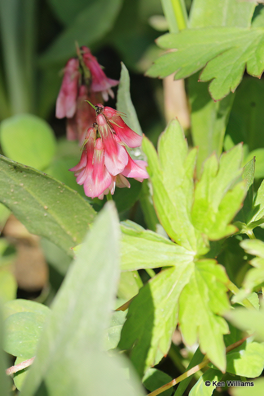 Firecracker Penstemon, South Fork, CO, 7-8-21_22523a.jpg