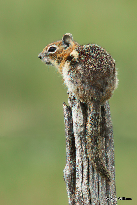 Golden-mantled Ground Squirrel, South Fork, CO, 7-9-21_23002a.jpg