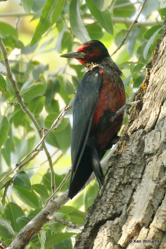 Lewis's Woodpecker, Chama, NM, 7-10-21_23170a.jpg