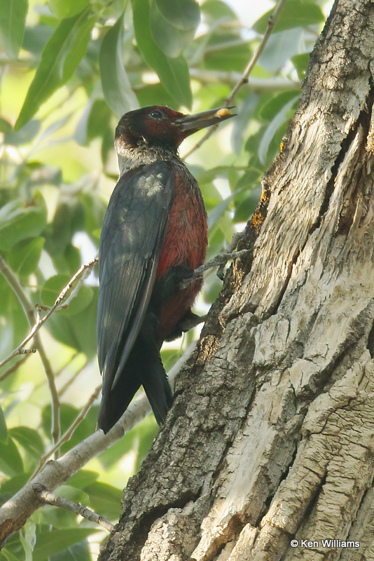 Lewis's Woodpecker, Chama, NM, 7-10-21_23175a.jpg