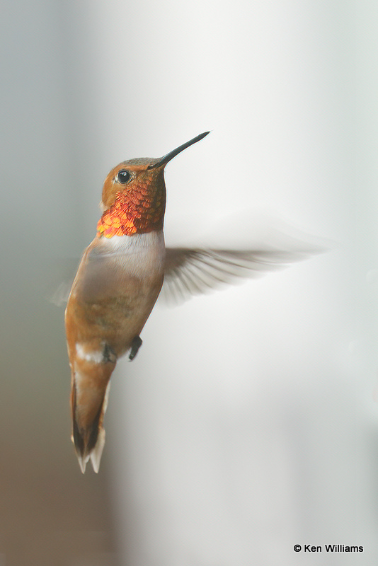 Rufous Hummingbird male, South Fork, CO, 7-8-21_22633a.jpg