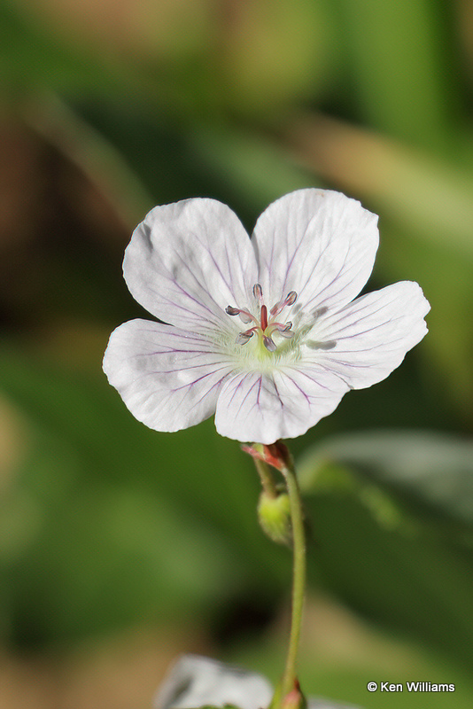 Sticky Geranium, South Fork, CO, 7-8-21_22514a.jpg