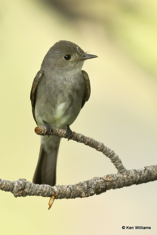 Western Wood-Pewee, Heron Lake SP, NM, 7-11-21_23380a.jpg