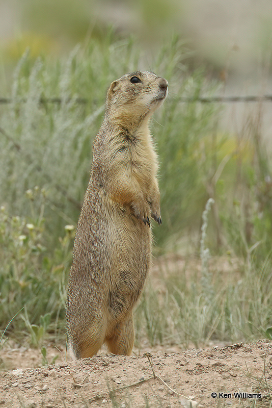 White-tailed Jackrabbit