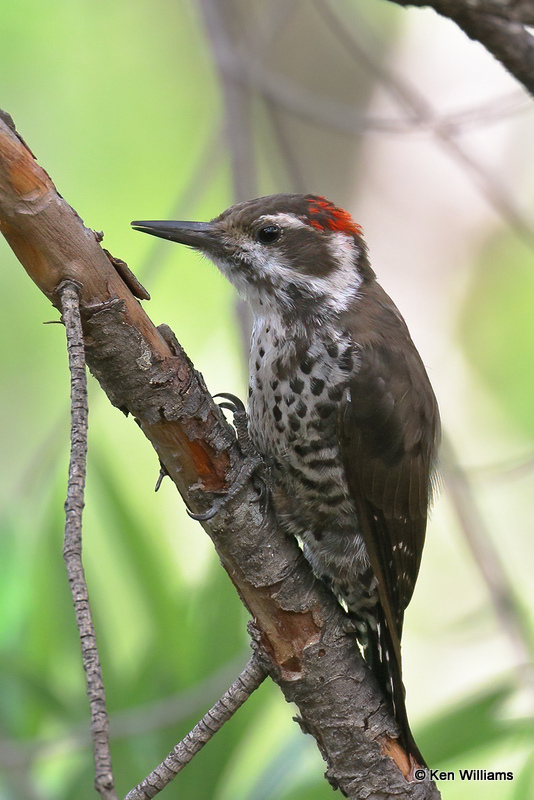 Arizona Woodpecker, Portal, AZ_24231a.jpg