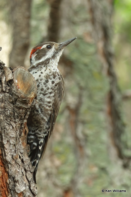 Arizona Woodpecker, Portal, AZ_24246a.jpg