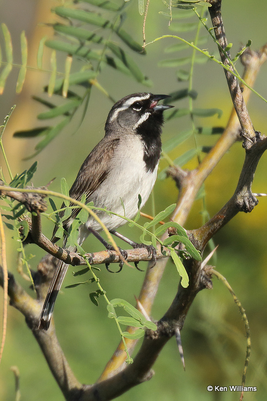 Black-throated Sparrow, Portal, AZ_25066a.jpg
