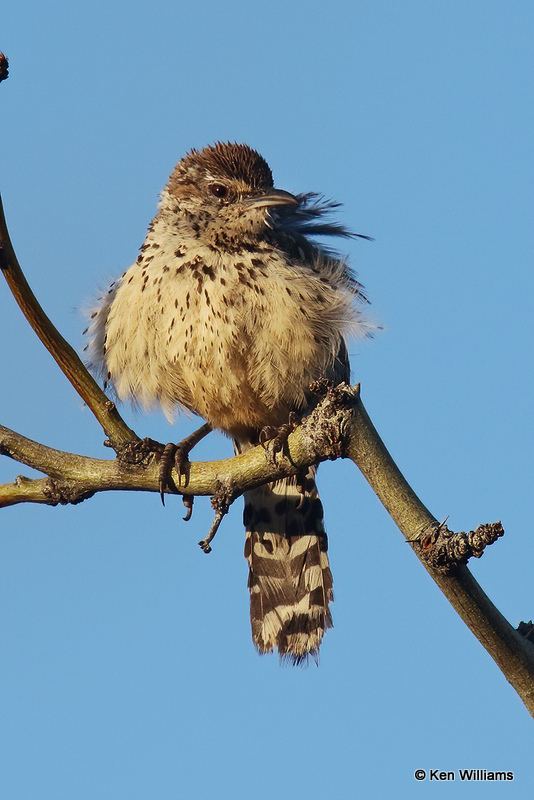 Cactus Wren, Portal, AZ_25040a.jpg