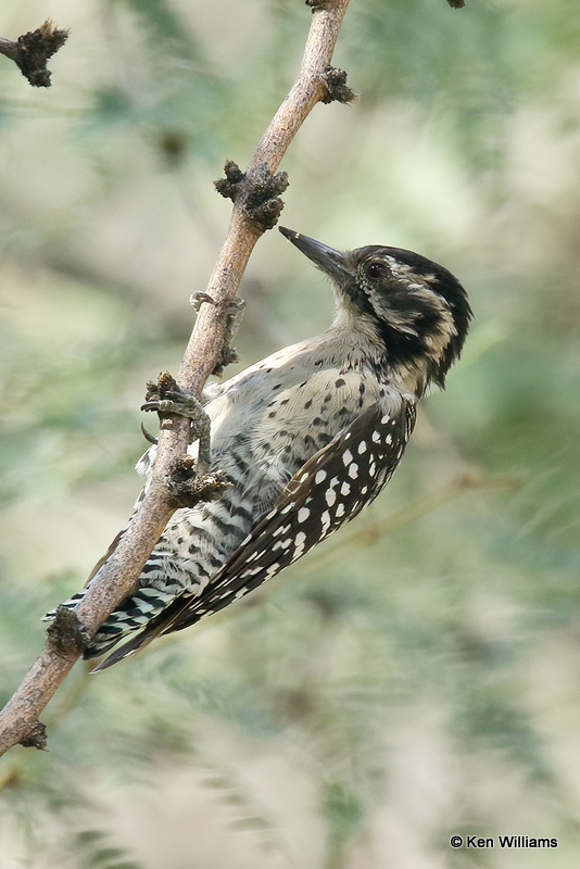 Ladder-backed Woodpecker female, Ash Canyon, Z_27729a.jpg