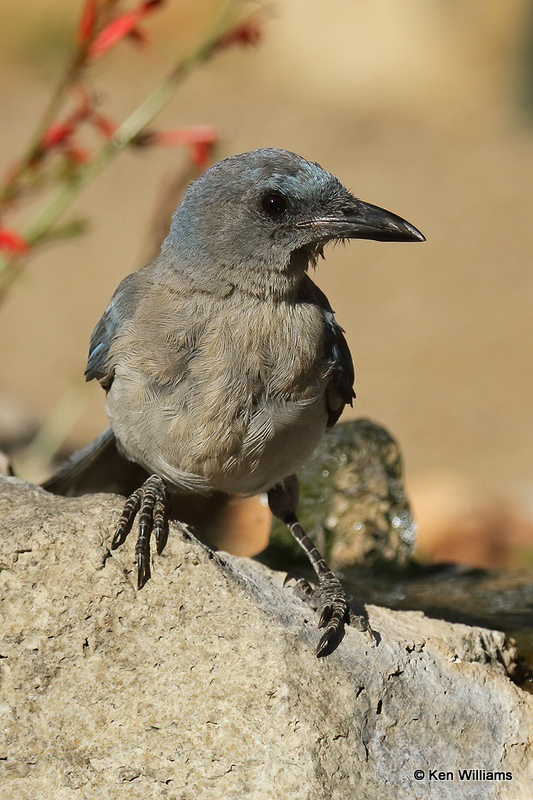 Mexican Jay, Ash Canyon, AZ_27870a.jpg