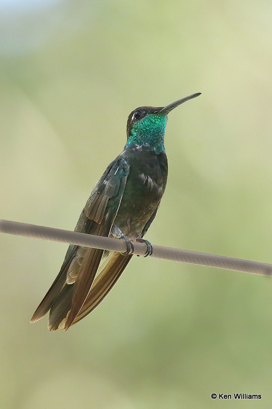 Rivoli's Hummingbird male, Ramsey Canyon, AZ_28285a.jpg