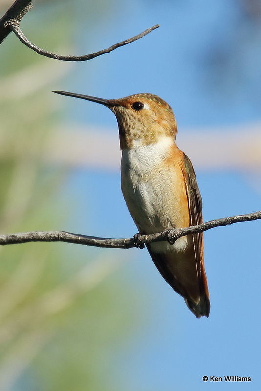 Rufous Hummingbird female, Paradise, AZ_26355a.jpg