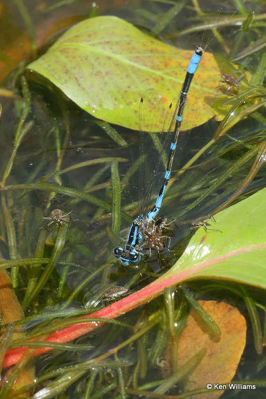 Arroyo Bluet male, Enallagma praevarum, Portal, AZ, Portal, AZ_23560a.jpg