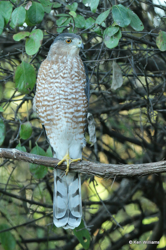 Coopers Hawk, Rogers Co yard, OK, 006938a.jpg