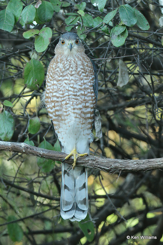 Cooper's Hawk, Rogers Co yard, OK, 006943a.jpg